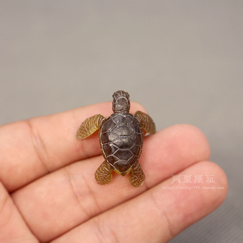 Aquarium Fish Japan - Sinh Vật Biển Rùa Biển Mẫu