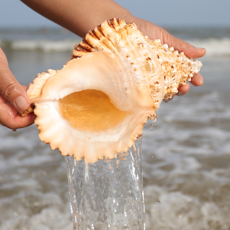 Aquarium Fish Big - Big Chrysanthemum Frog Snail Conch Shells