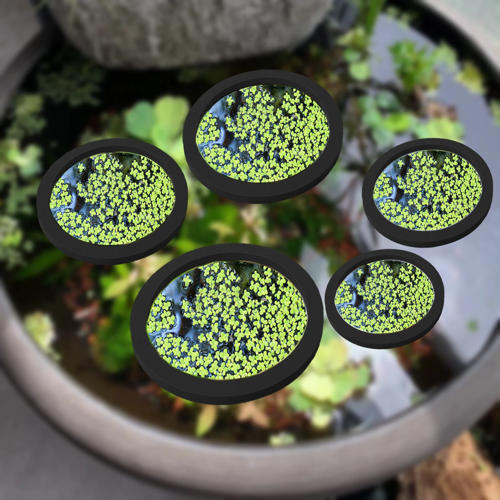 5Pcs EVA Fish Feeding Ring Aqu - đánh giá và giá Aquarium Fish Photography
