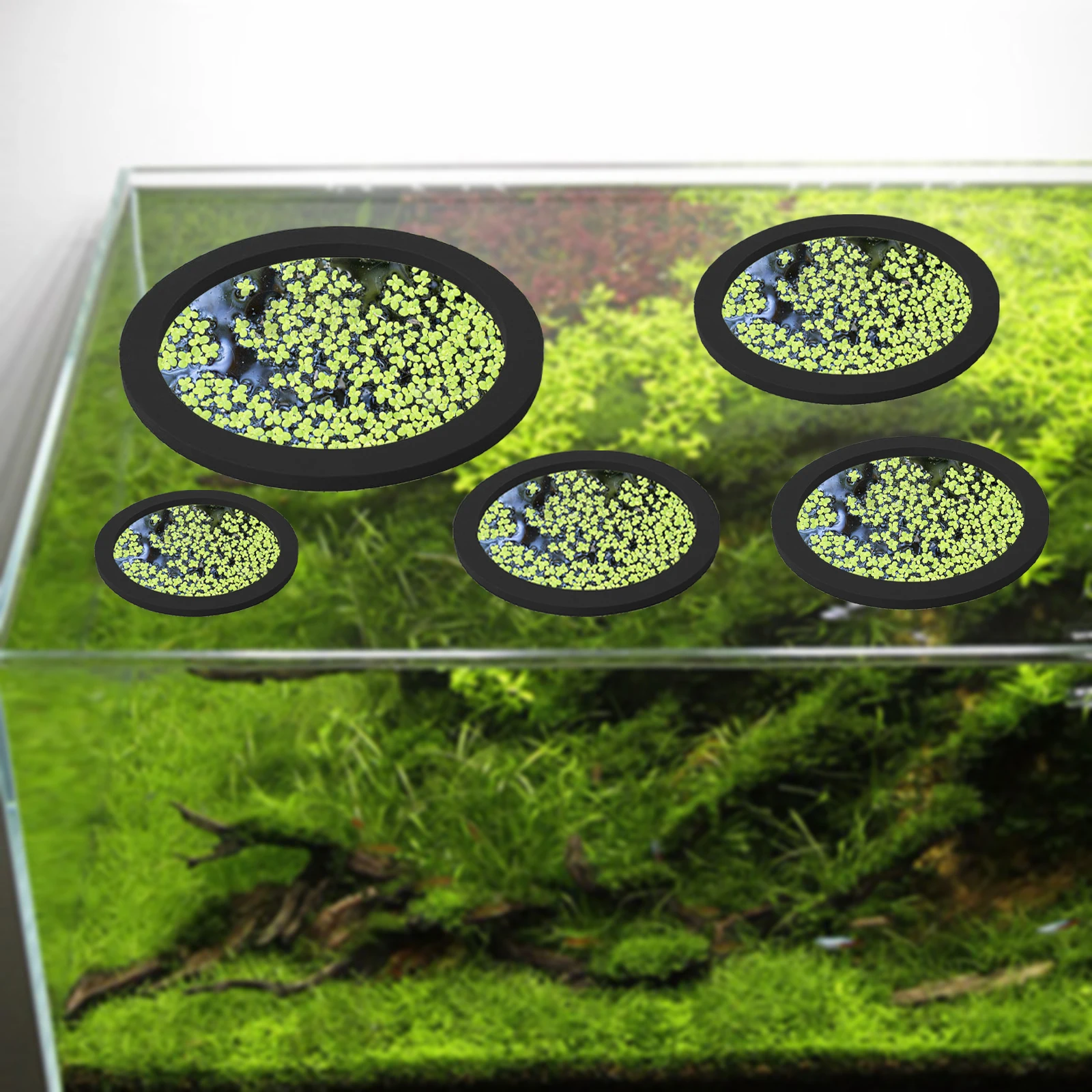 5Pcs EVA Fish Feeding Ring Aqu - đánh giá và giá Aquarium Fish Photography