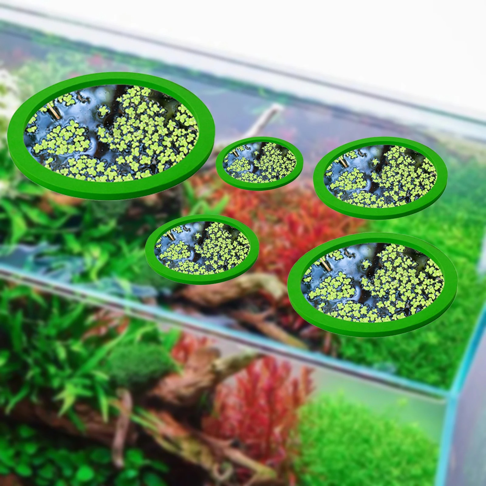 5Pcs EVA Fish Feeding Ring Aqu - đánh giá và giá Aquarium Fish Photography